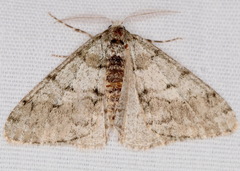 Phigalia strigataria