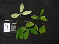 Zanthoxylum asiaticum
