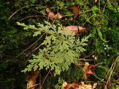 Selaginella involvens