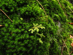 Selaginella involvens