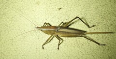Polichne