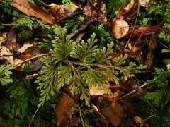 Selaginella involvens