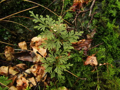 Selaginella involvens