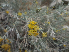 Tetradymia canescens
