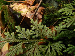 Selaginella involvens