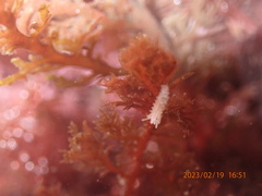 Aegires albopunctatus