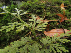 Selaginella involvens