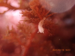 Aegires albopunctatus