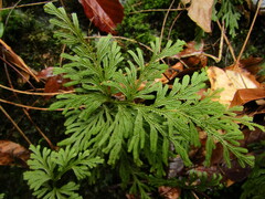 Selaginella involvens