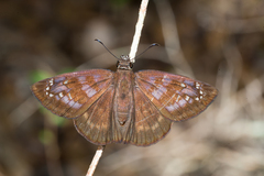 Ephyriades brunnea