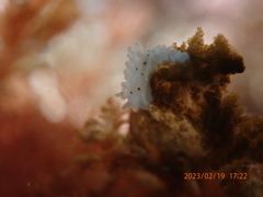 Aegires albopunctatus