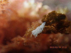 Aegires albopunctatus