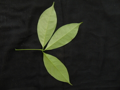Zanthoxylum asiaticum