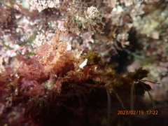 Aegires albopunctatus