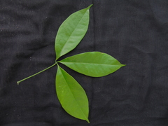Zanthoxylum asiaticum