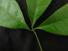 Zanthoxylum asiaticum