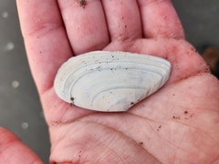 Megangulus bodegensis