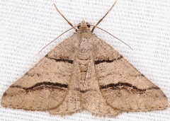 Digrammia continuata