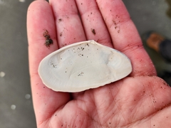 Megangulus bodegensis