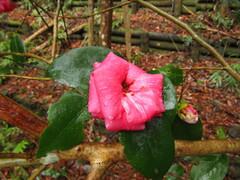 Camellia japonica