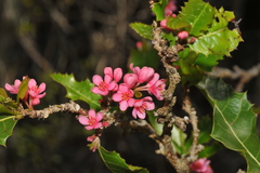 Casearia guantanamensis