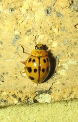 Harmonia octomaculata