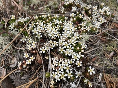 Pyxidanthera barbulata