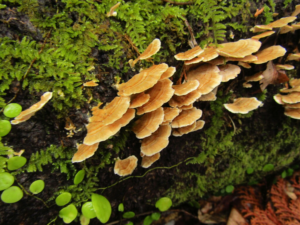 Trametes · February 2023 · photo: © geologyistheway (iNaturalist, cc-by)