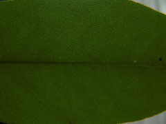 Zanthoxylum asiaticum