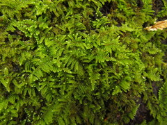 Hypnum plumaeforme