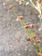 Juncus microcephalus
