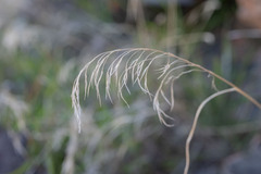 Bromus tectorum