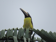 Pteroglossus inscriptus