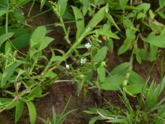 Oldenlandia stocksii