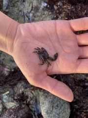 Petrolisthes cinctipes