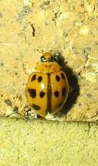 Harmonia octomaculata