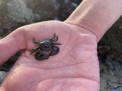 Petrolisthes cinctipes