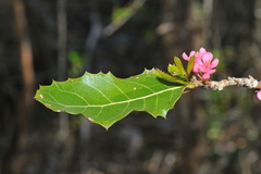 Casearia guantanamensis
