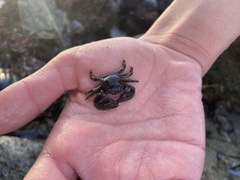 Petrolisthes cinctipes