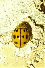 Harmonia octomaculata