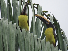 Pteroglossus inscriptus