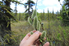 Salix commutata