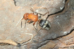 Timulla vagans