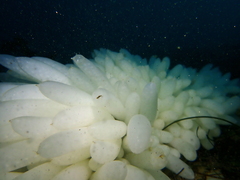 Doryteuthis opalescens