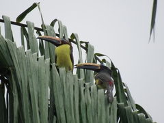 Pteroglossus inscriptus