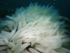 Doryteuthis opalescens