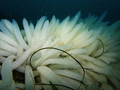 Doryteuthis opalescens