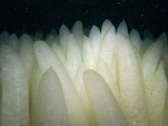 Doryteuthis opalescens