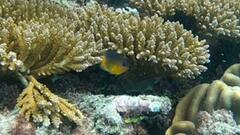 Pomacentrus bankanensis