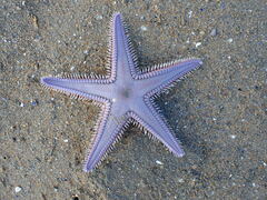 Astropecten armatus